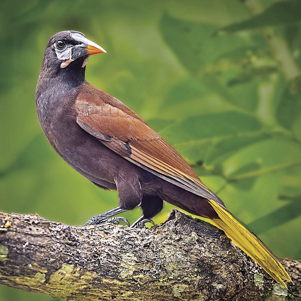 Montezuma Oropendola